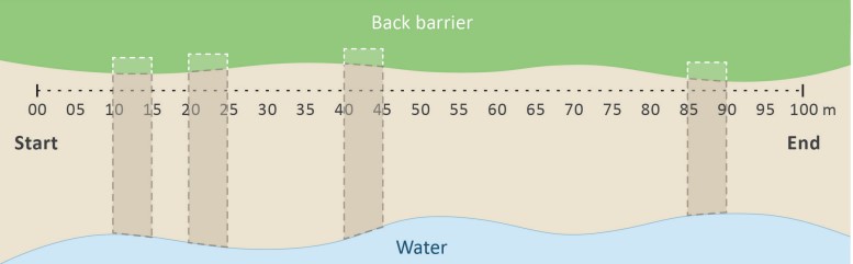 Diagram 2: An example shoreline with four transects marked on the beach.