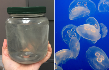 A hand holding a jar with a plastic bag jellyfish, next to a picture of real jellyfish.