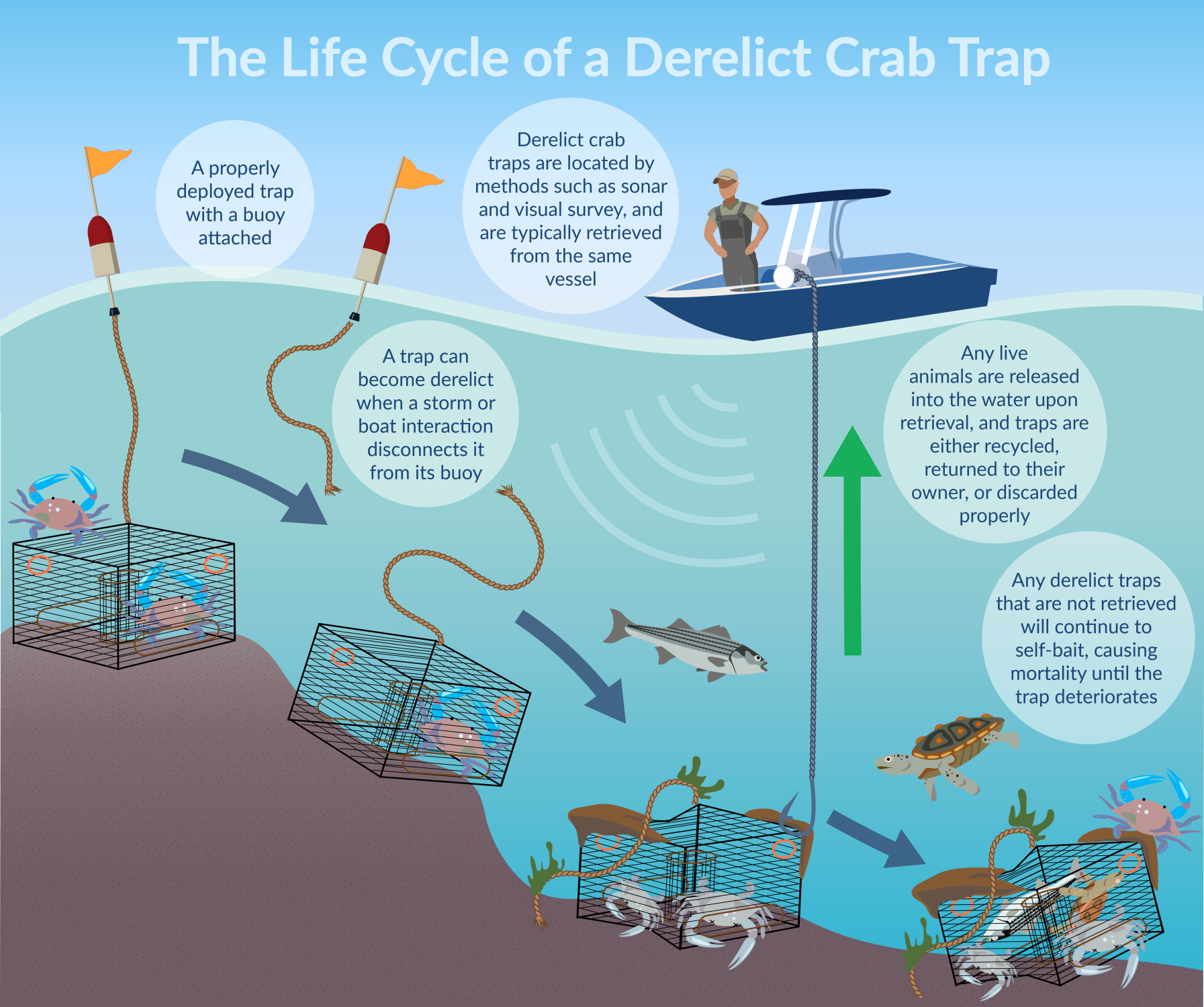 An infographic outlining the life cycle of a derelict crab trap.