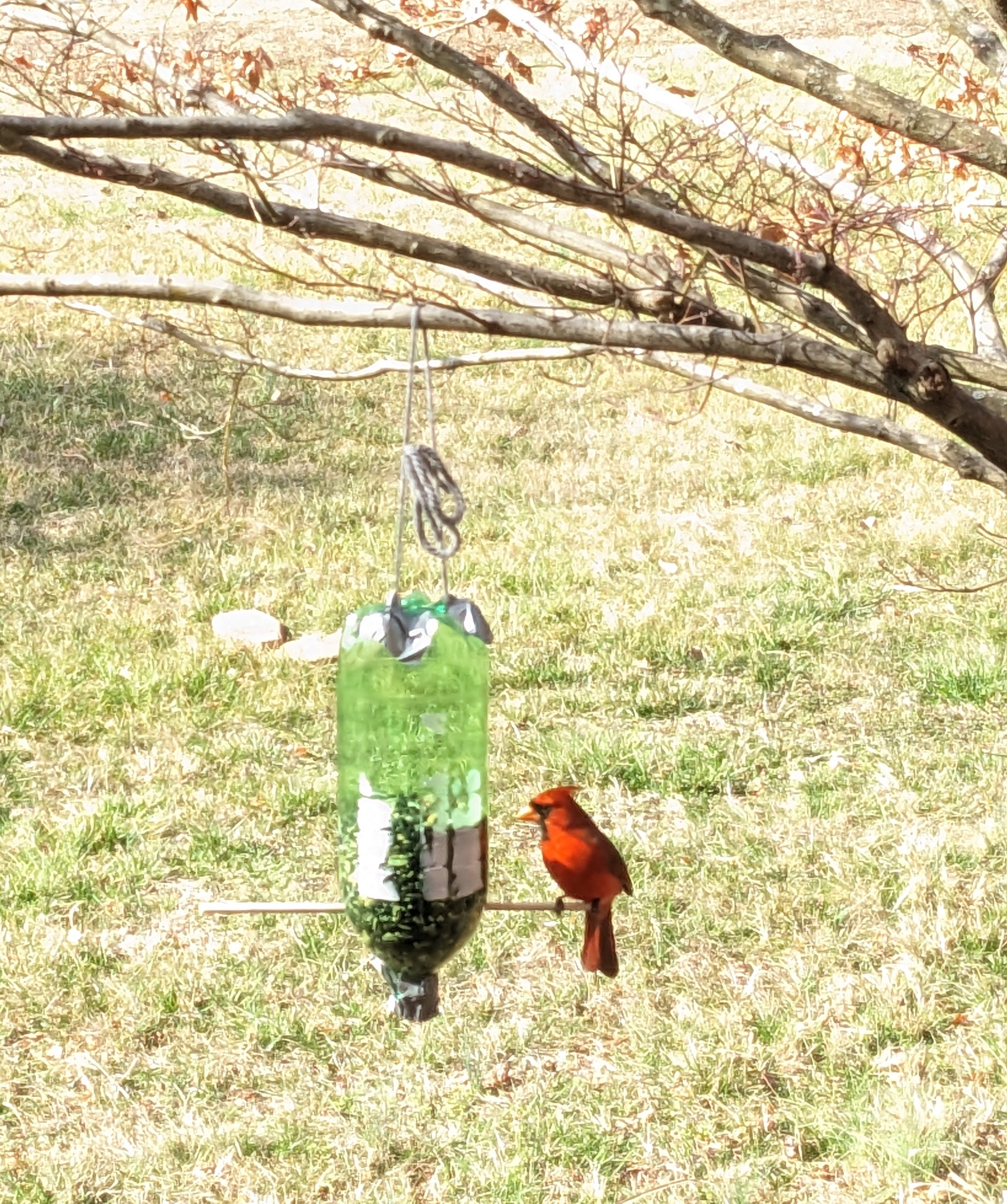 A cardinal perched on the upcycled bird feeder.