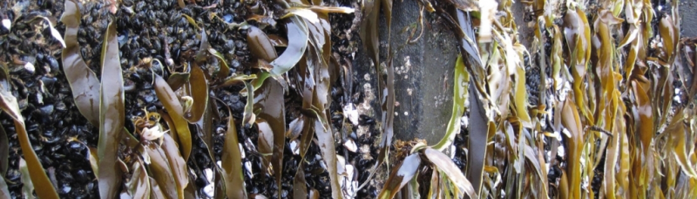 Organisms attached to a derelict Japanese dock that washed ashore in Oregon.