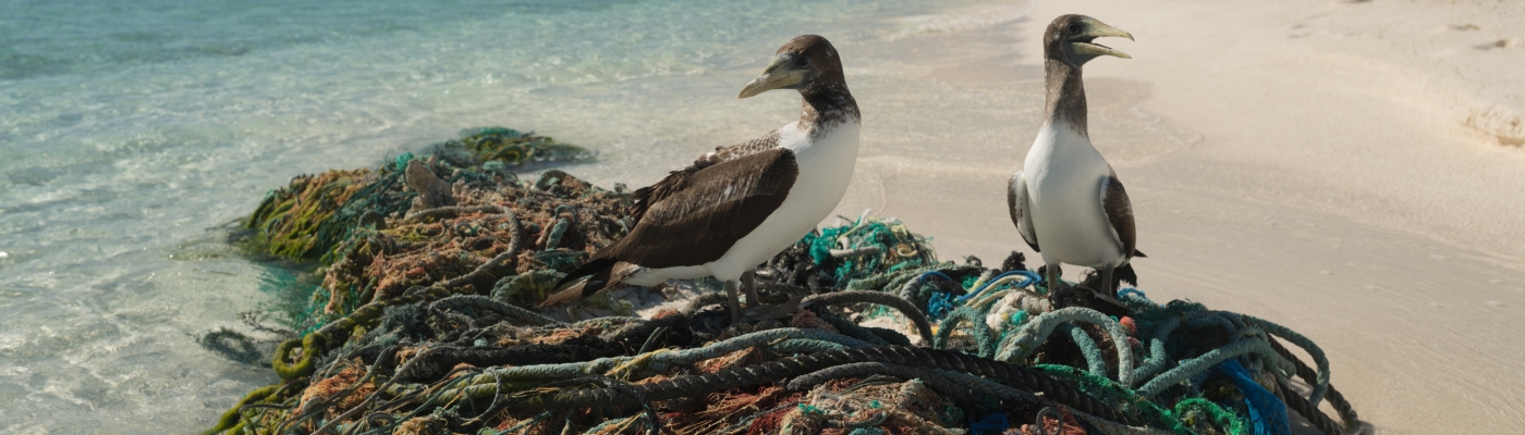 Two seabirds perched on the top of a mess of derelict fishing nets at the water's edge.