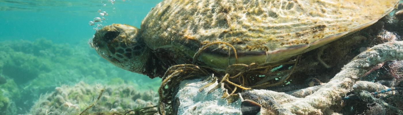A turtle tangled in a derelict fishing net.