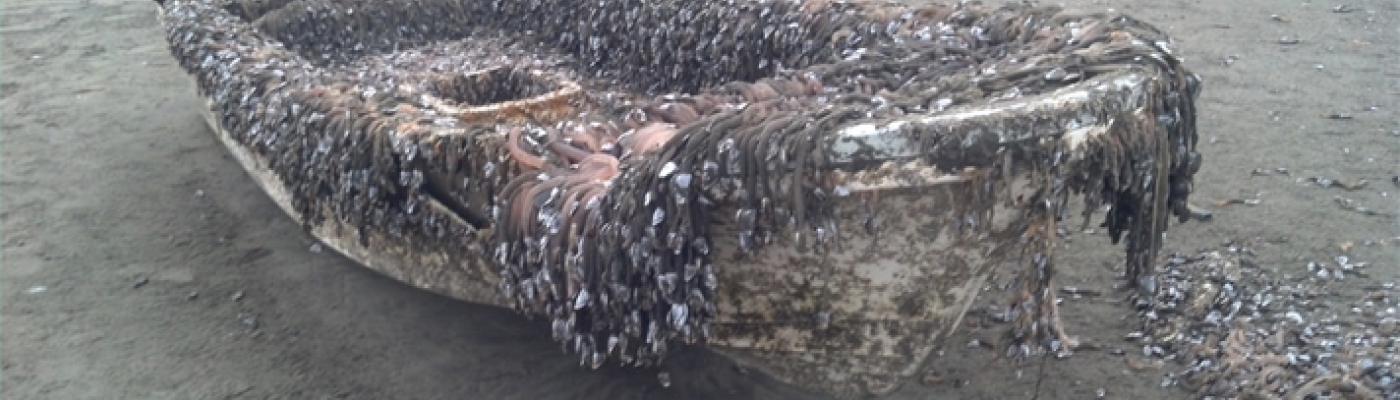 a boat covered in marine growth. 