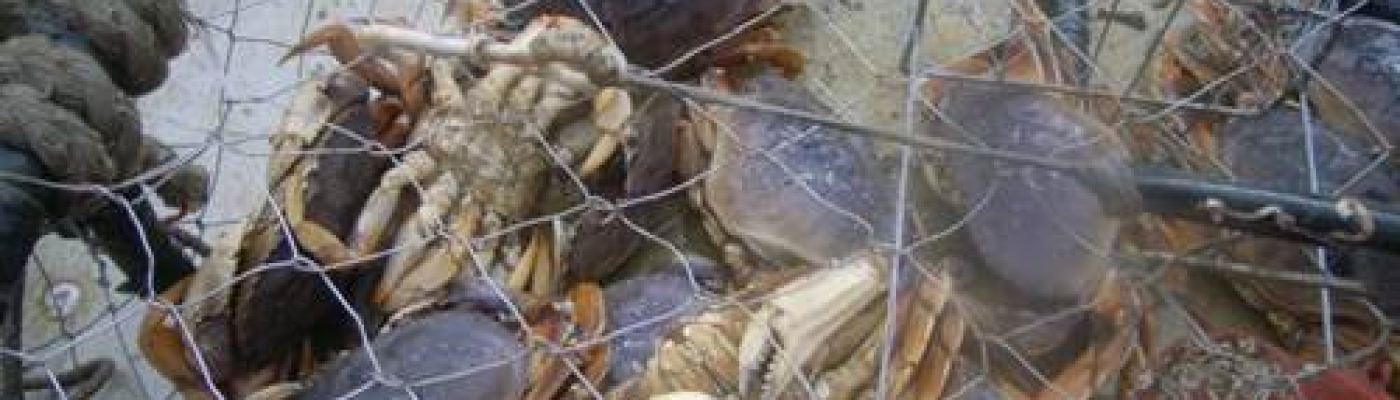 Derelict Dungeness Crab Pot. 