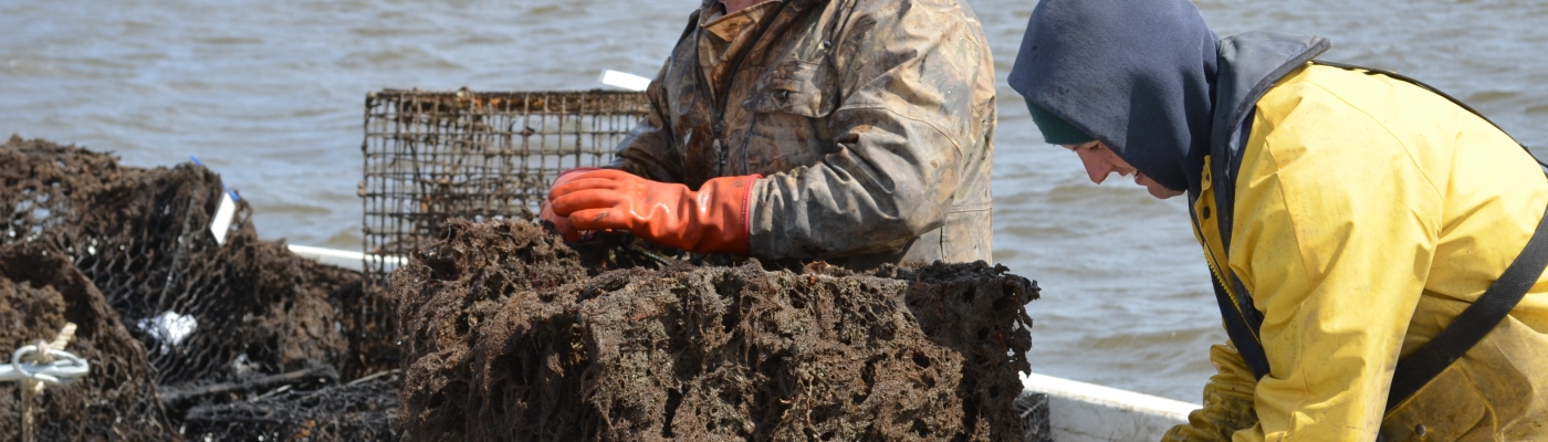 A crabber removes a derelict crab pot.