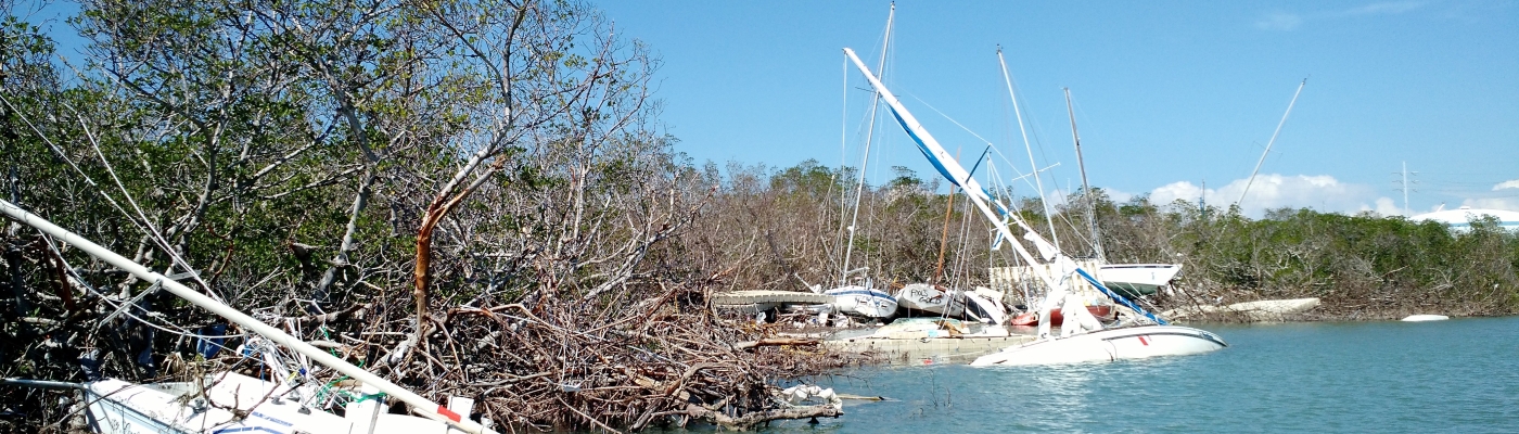 Boats stranded in mangroves. 