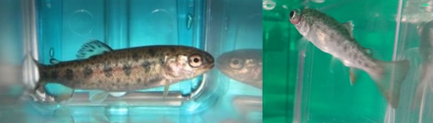 Two small fish are shown side by side in a clear container of water.