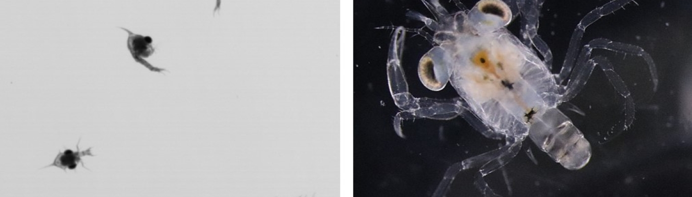 A microscopic crab larvae is being viewed through a microscope.