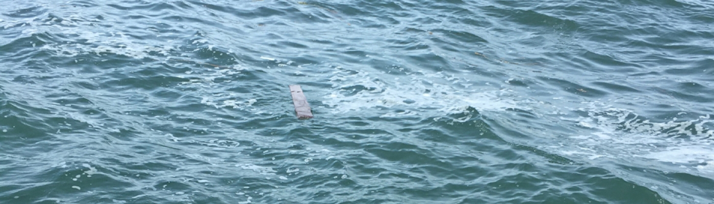 A piece of debris floating in a tideline in the Delaware Bay.