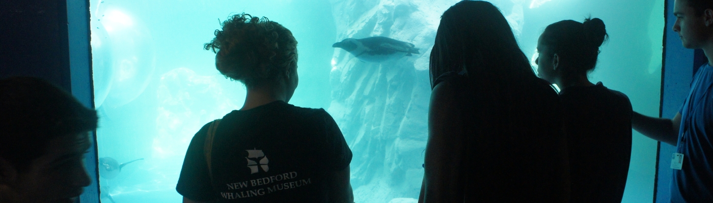 New Bedford & YCC observe a penguin at Mystic Aquarium.