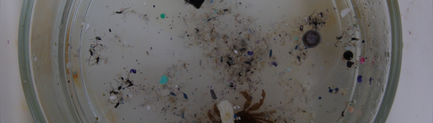 Clear, round dish hold many tiny crabs and microplastics in water.