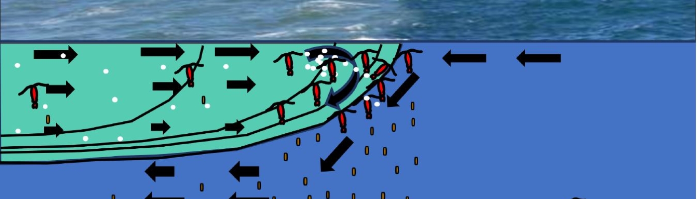 A drawing of where a river outflow meets the ocean. On the left side of the image, the river outflow, also known as a river plum, is lighter in color compared to the right side of the ocean image which is a darker blue.