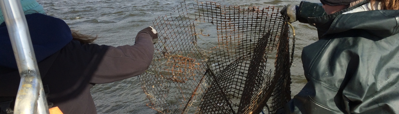 Participants remove a derelict crab pot.