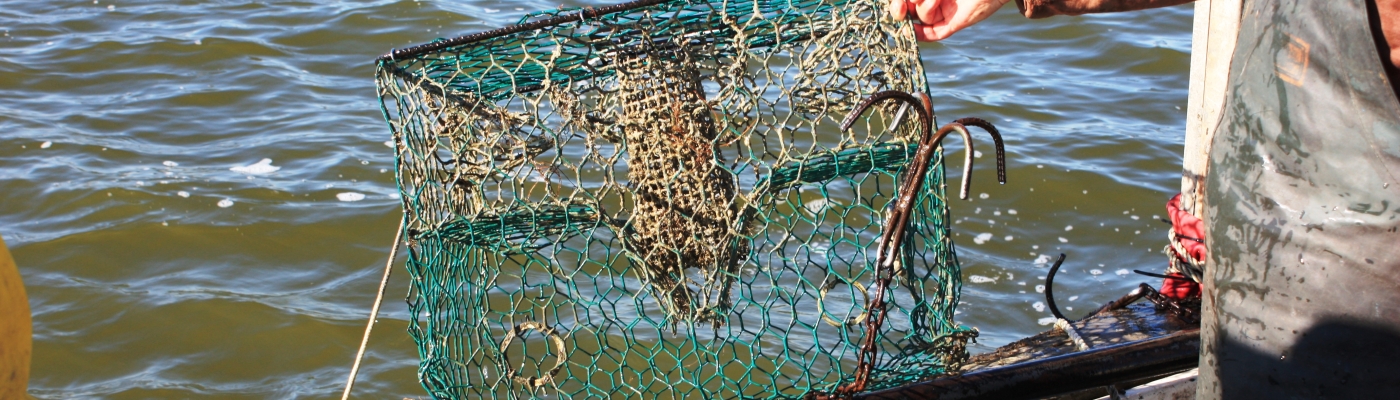 A person taking a derelict crab pot out of the water.