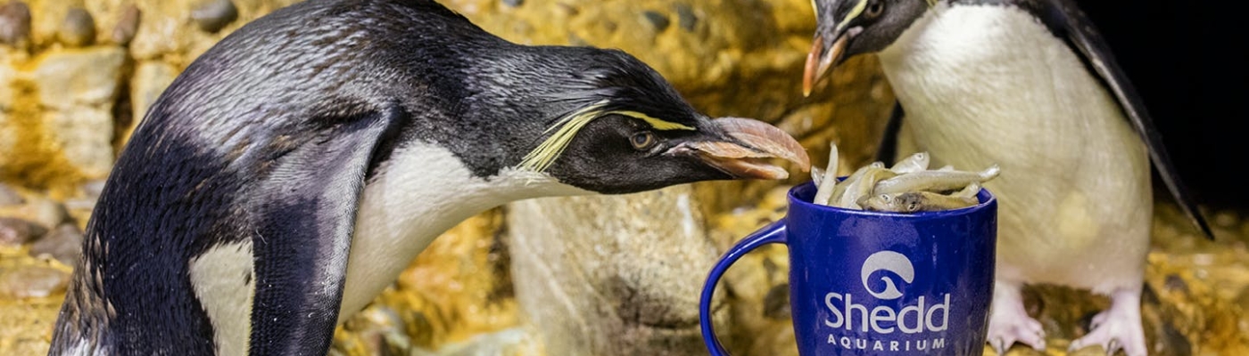 Two penguins eating fish from a mug.