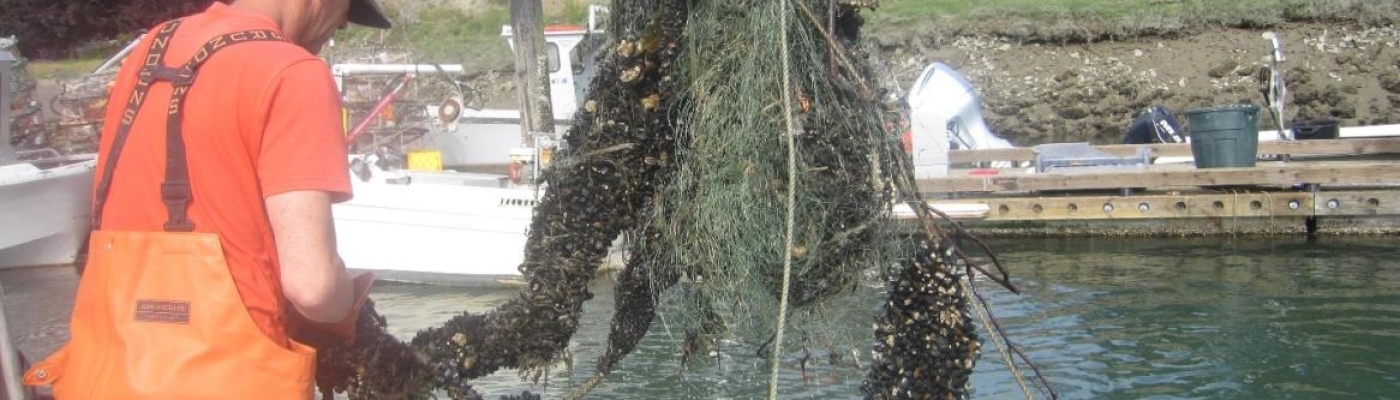 A tangle of green netting is lifted from the water with the support of a machine.