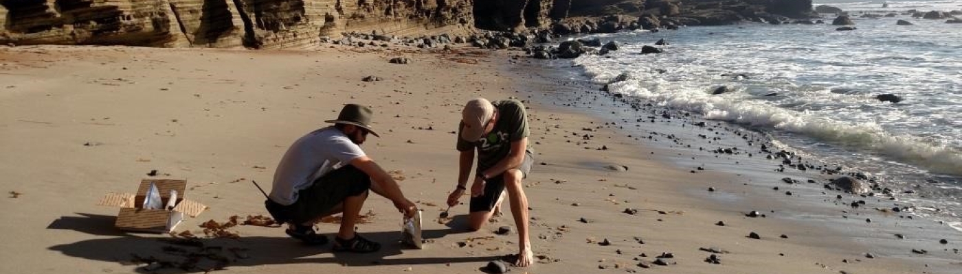 Two people sampling on a beach.