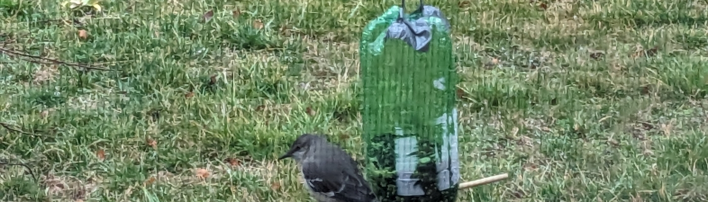 A grey bird perched on a bird feeder made from a repurposed bottle.