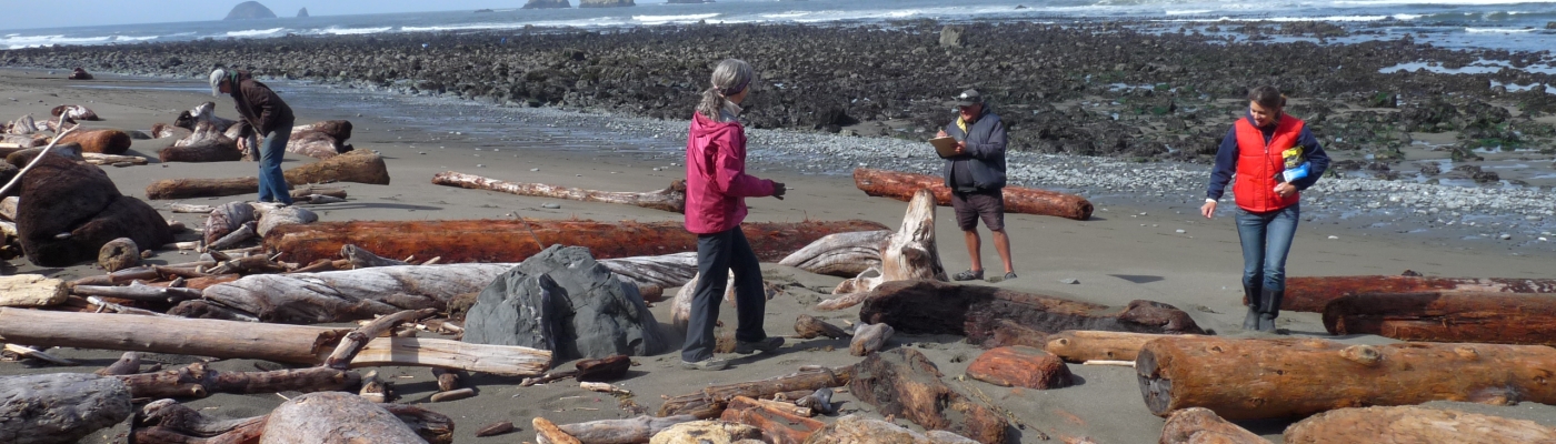 Four people surveying a beach for marine debris.