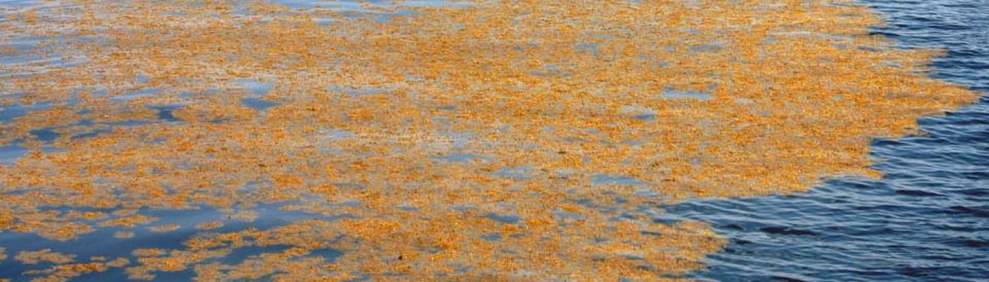 Floating Sargassum on the top of the water column.