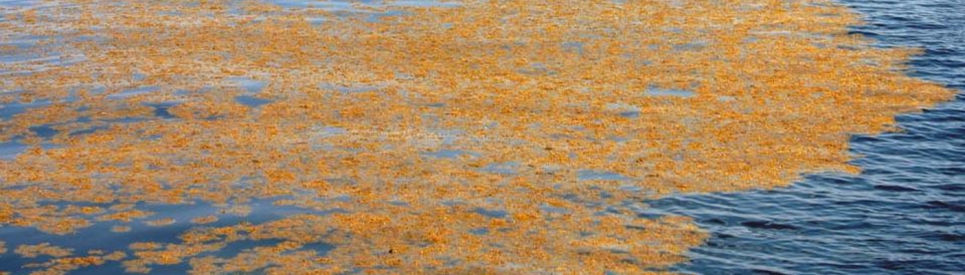 Floating Sargassum. (Photo Credit: University of Southern Mississippi Gulf Coast Research Laboratory)