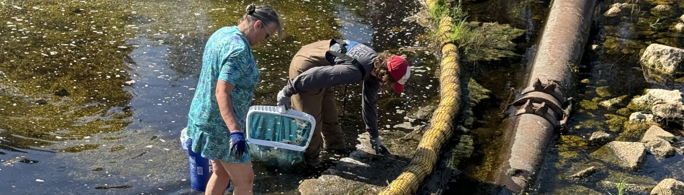 Two people are standing in a shallow creek on a sunny day cleaning out litter from a yellow litter boom that is stretched across the channel.