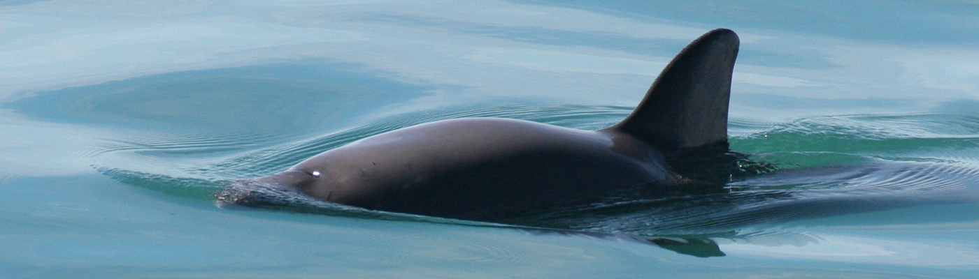 The dorsal fin of a vaquita coming out of the water as the animal surfaces.