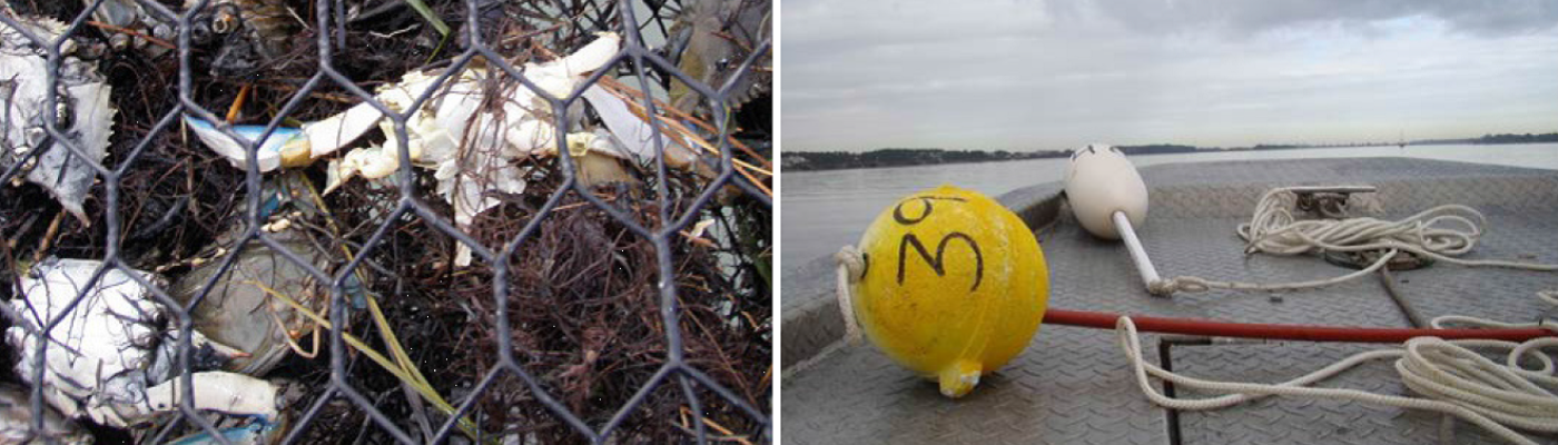 A derelict crab pot with crabs caught inside and floats to rig a pot.