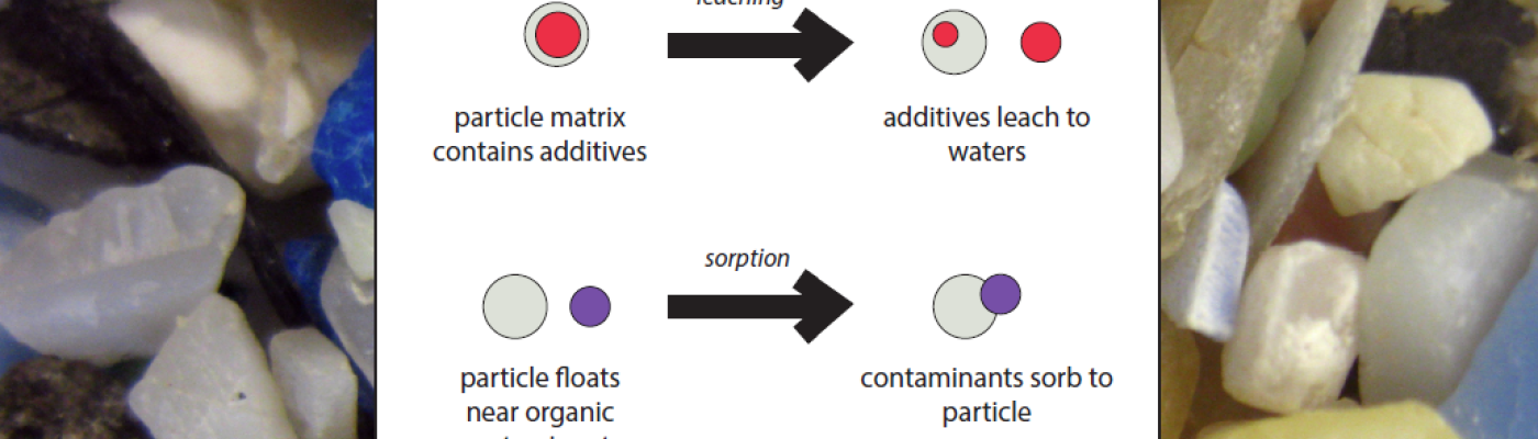 Leaching from and sorbing to microplastics was the main focus of this study.