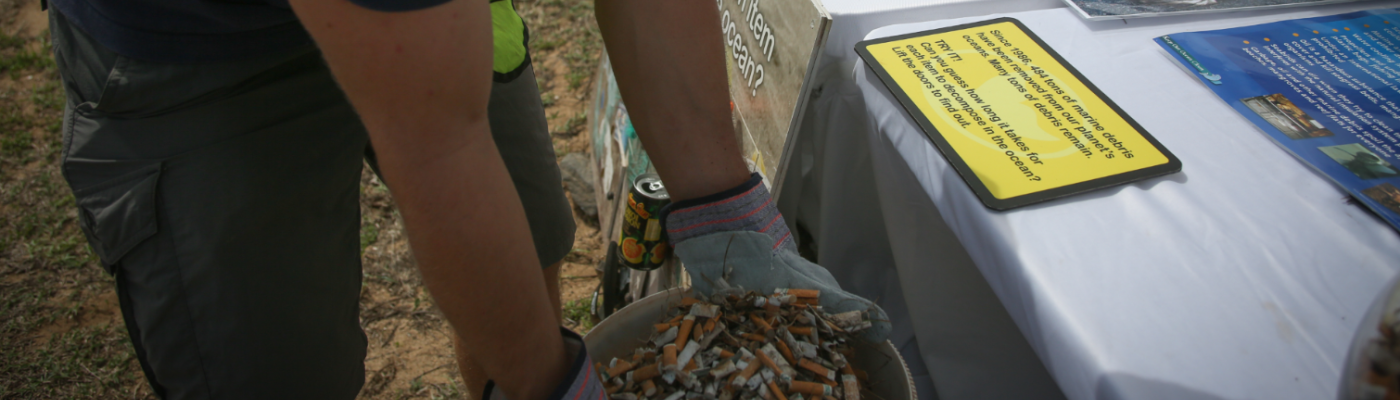 Someone holding a lot of littered cigarettes.