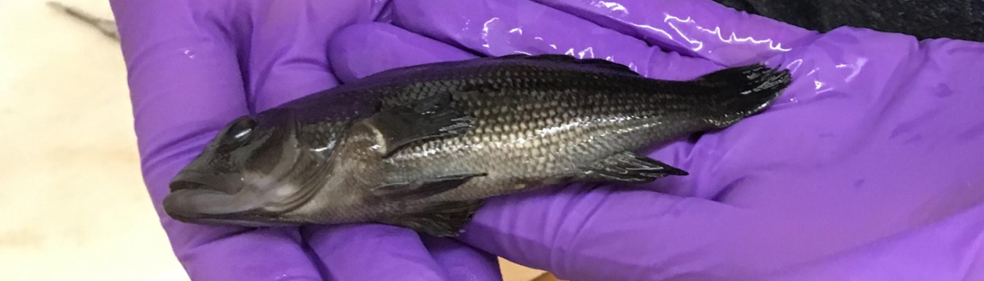 A fish resting in a researcher’s gloved hands.