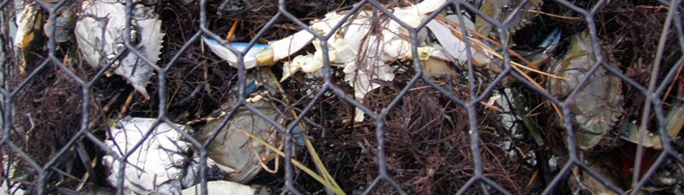 Blue crabs are caught in a derelict crab trap. 