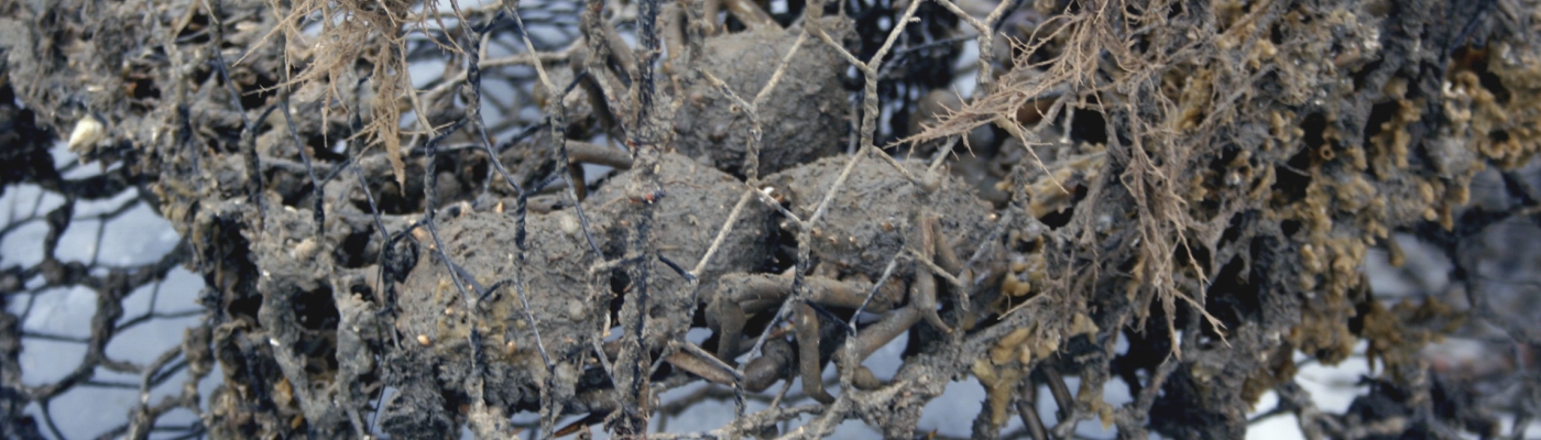 Blue crabs trapped in a derelict pot. 