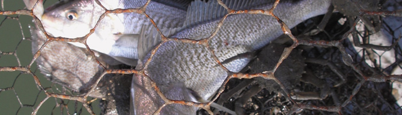 Croaker caught in a derelict crab pot. 