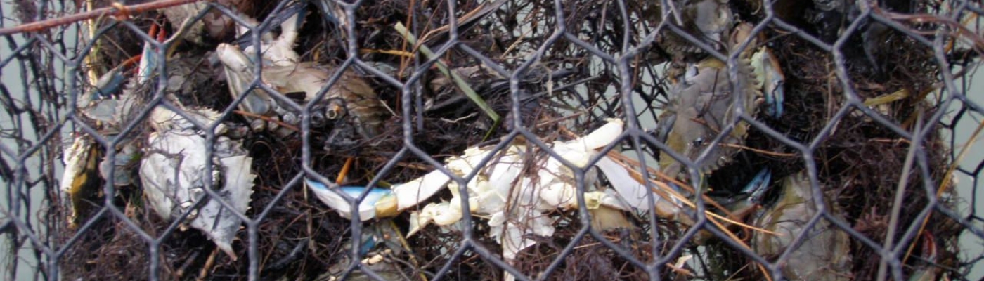 Bycatch Example (Photo Credit: VIMS).