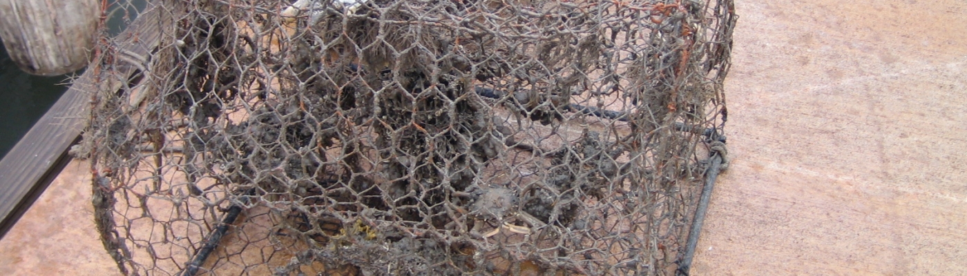 A derelict crab trap contains dead blue crabs. 
