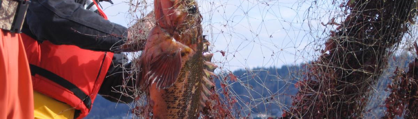 Fishermen hauling in a net with fish in it.