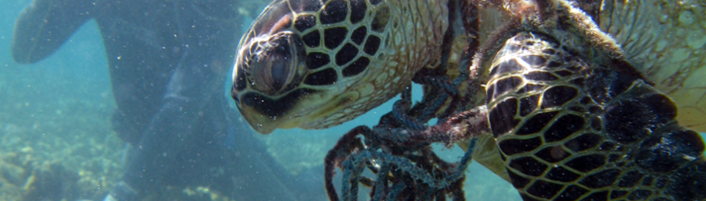 A green sea turtle is entangled in derelict net. 