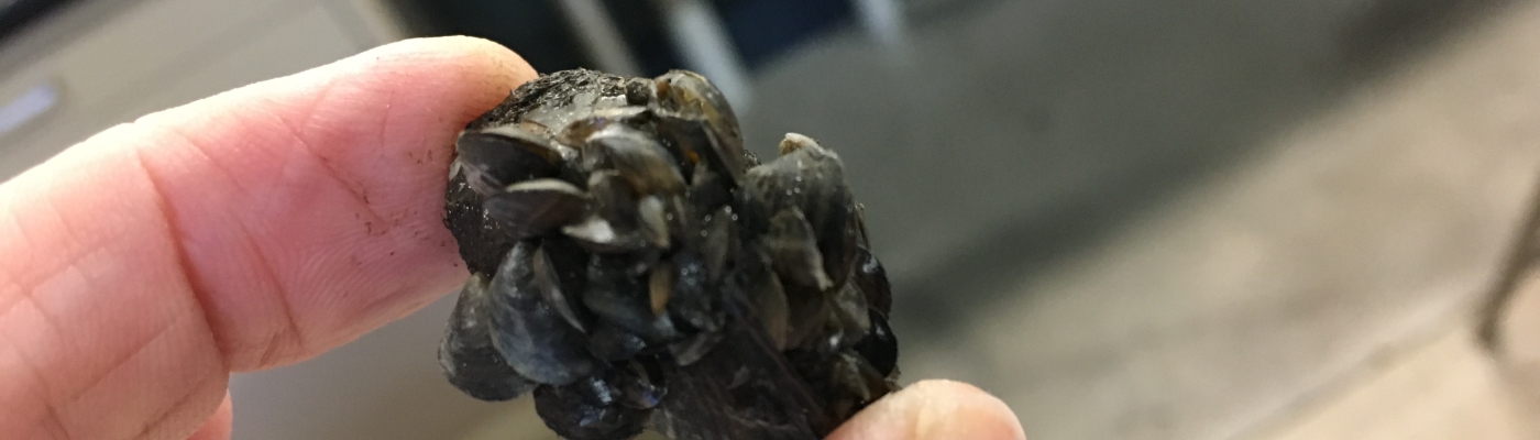 Live mussel between fingers. 