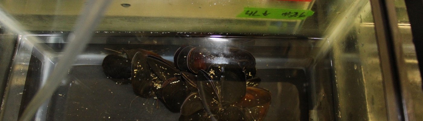 Mussels in a UC Davis laboratory receive polymers with PCBs.