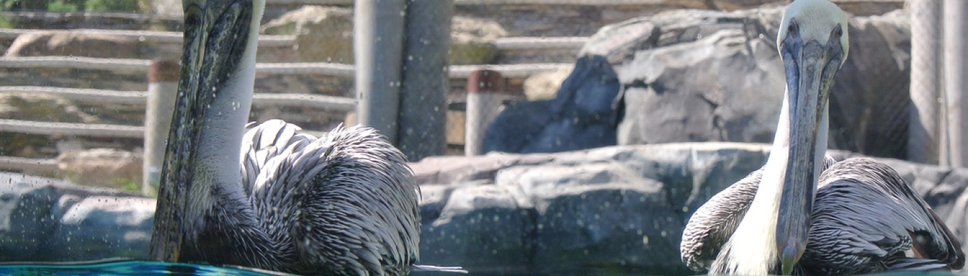 Brown pelicans float in their exhibit pool. 