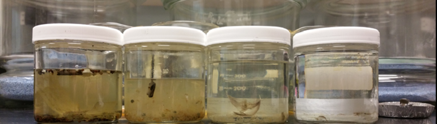 A variety of samples from Gulf of Alaska surface waters. (Photo Credit: University of Washington Tacoma)
