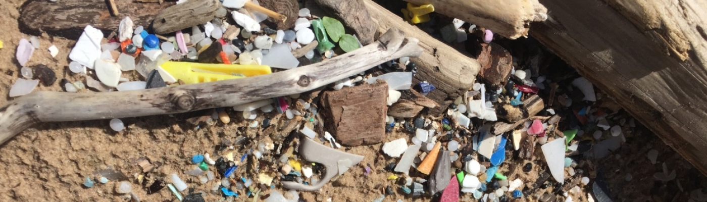 Plastic fragments mixed with driftwood on a lake shoreline.