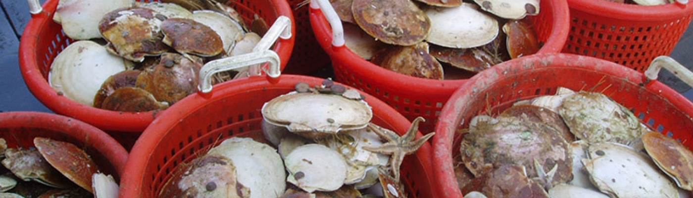 Buckets full of scallops.