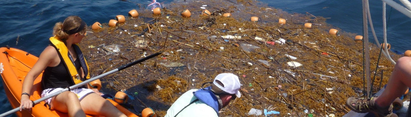 Collecting marine debris in Sargassum (Photo Credit: USM).