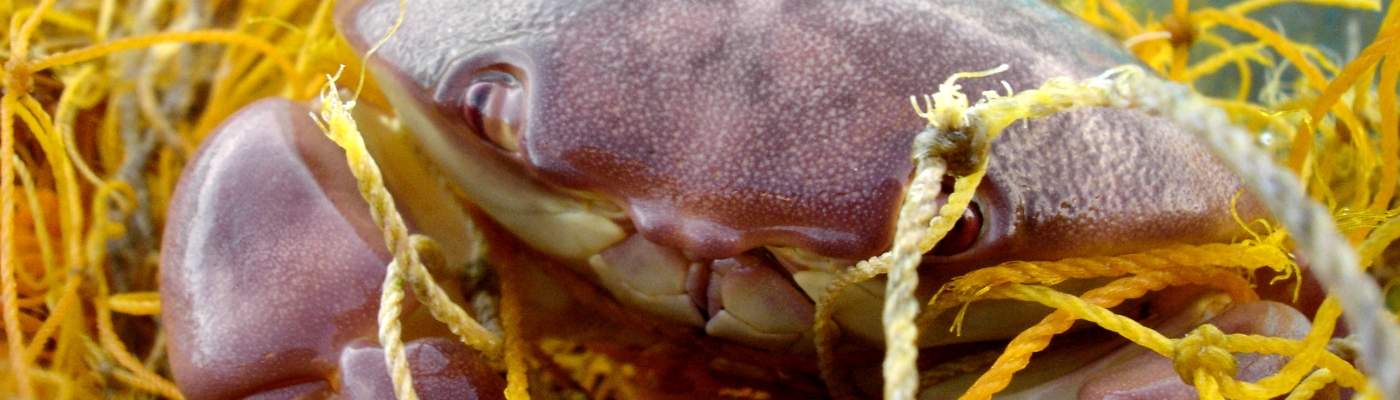 A crab tangled in a yellow derelict fishing net.