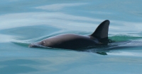 The dorsal fin of a vaquita coming out of the water as the animal surfaces.