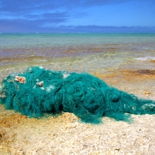 Broken Coral in a Derelict Fishing Net.