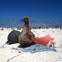 A Laysan Albatross chick rests on a small derelict fishing net.